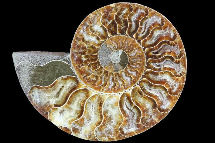 Polished Ammonite Fossil (Half) - Agatized #72947
